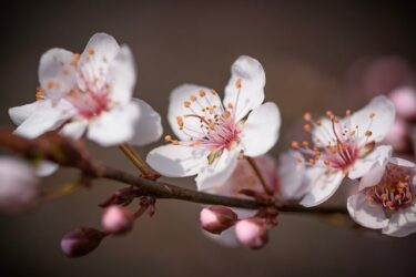 利他愛マインドは自分の欲求を優先することが大事やで！
