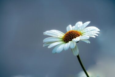男性のプライドの扱い方を誤ると恋は難航する