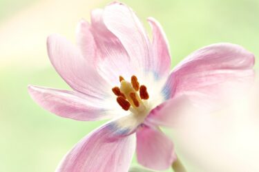 1人でいたいけど安定した気持ちで付き合えるパートナーが欲しい