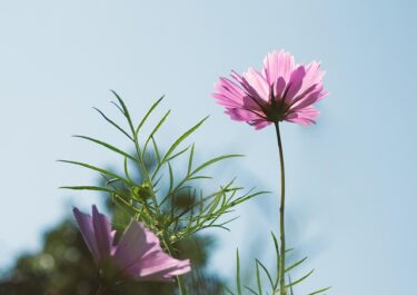彼からの愛を受け取る匙加減がわからない。