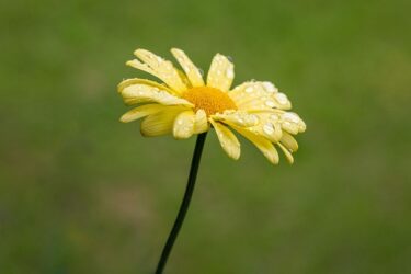 仕事や起業に対してガツガツしない女性性はどう扱えばいい？