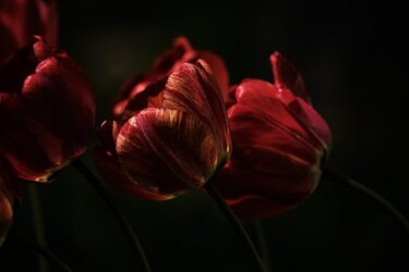 気になる彼に仕事を誘われた。一緒に仕事をするのはどうなのか？