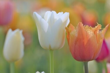 精神的成長のプロセスに起こるモヤモヤにどう対応していくべき？