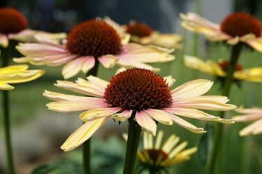 夫の浮気未遂がきっかけで夫を疑ってしまう、どうしたら