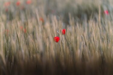 メンタルの不安、寂しさはどうすれば？