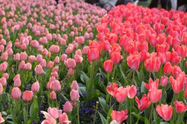 結婚相談所退会したい。どこで区切りをつけたらいい？