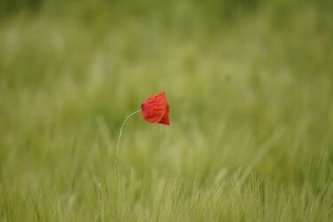 片思い彼の発言の意図や男性心理が知りたい